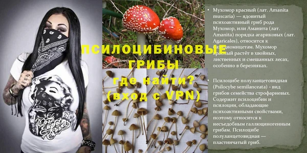 сатива Каменка