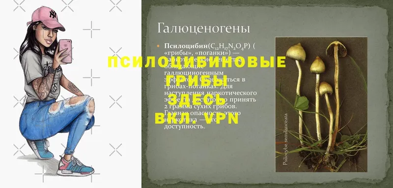 цена наркотик  Ковров  hydra сайт  Псилоцибиновые грибы Psilocybe 